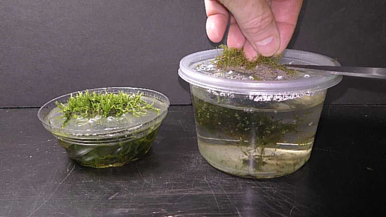 Random Bits Two Ways to Grow Land Moss Underwater