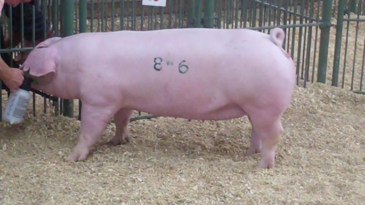 RAZAS DE CERDOS Landrace