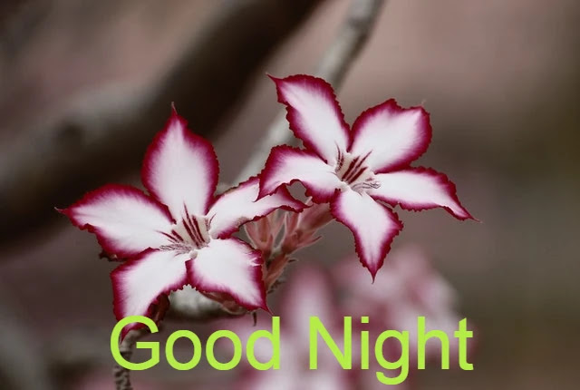 Good Night HD Image Collection Good Night HD Image Collection