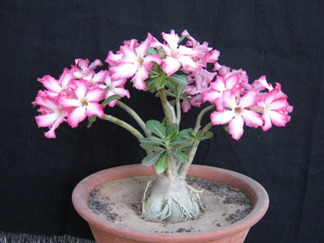 Bonsai How to make Bonsai & Details of It India Bonsai Adenium Plant
