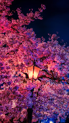 blossom cherry night aesthetic flower iphone tree anime wallpapers 8k 4k backgrounds plant parede papel myfavwallpaper nature lilas nacht fiore