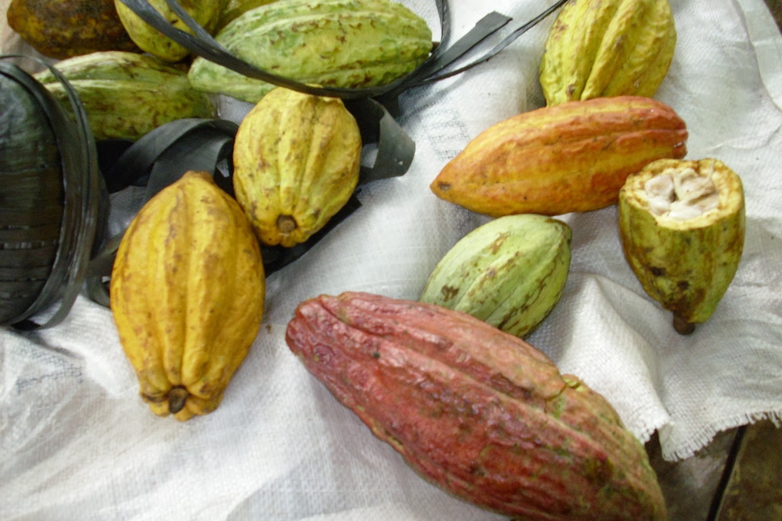 Endah Murniyati's Journey CACAO TALK PART II