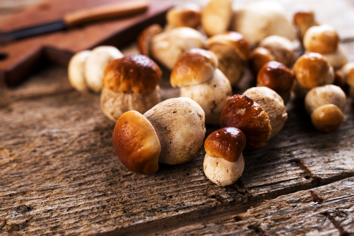 How and where do you look for porcini mushrooms? Fresh & Dry