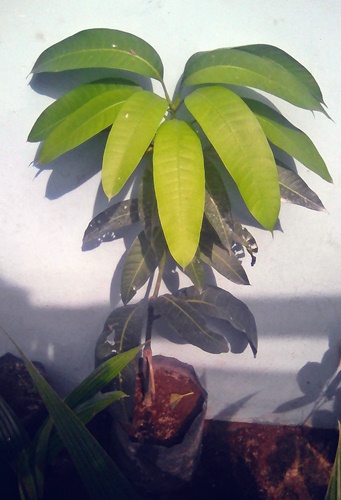 Bibit Sawit, Karet dan Aren: Upaya Membuat Bibit Tanaman Murah