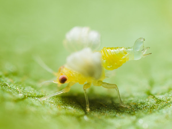 明石・神戸の虫 ときどきプランクトン2 ヒゲクロキジラミ・幼虫と成虫