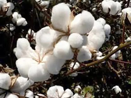 The rise agriculture in India cotton crop apmc market price of cottonseed and cottonseed meal price led to an increase agriculture in Gujarat cotton market price