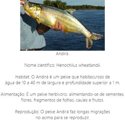 Peixe Andirá Peixe-Andira