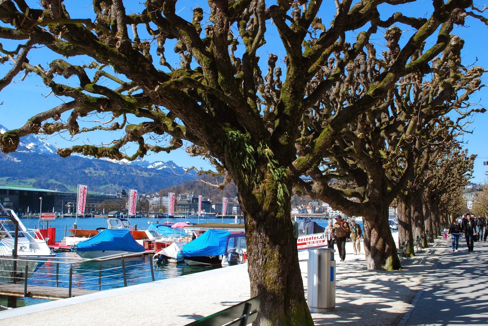 MGOI Newsletters: Pollarding: Is it Sensible Management for Street ...