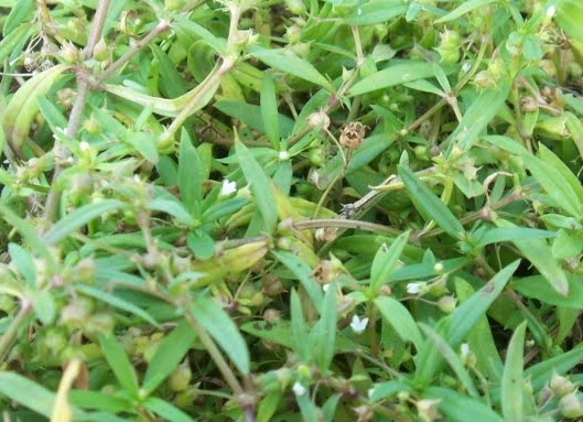 Paling Populer 23+ Gambar Daun Rumput Mutiara - Richa Gambar