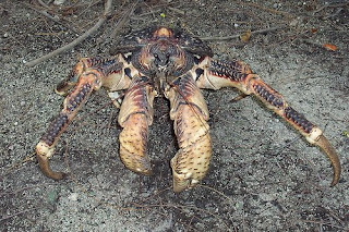 Paranormal And Strange World: Coconut Crab\Coconut Crabs\Crab Coconut ...