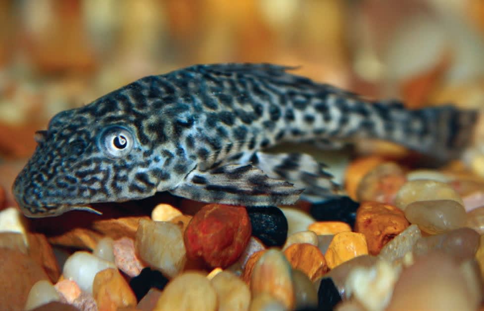 Pleco fish or Suckermouth catfish facts, Hypostomus plecostomus Funny