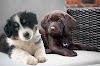 Le chien Berger Australien croisé Labrador: santé, soins et tempérament