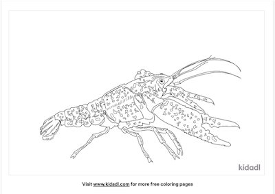 Black and white outline of crayfish for colouring.