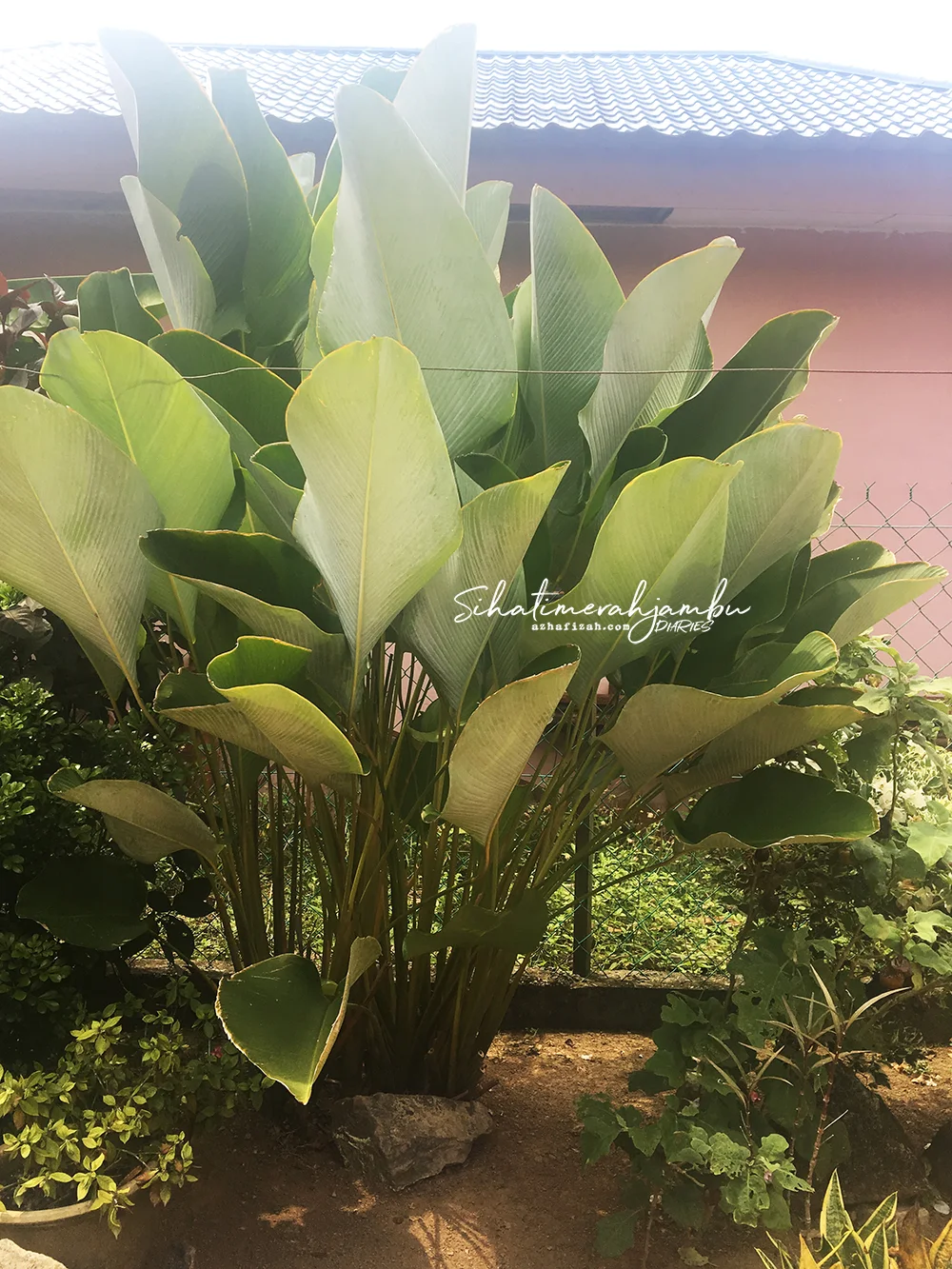 calathea lutea care