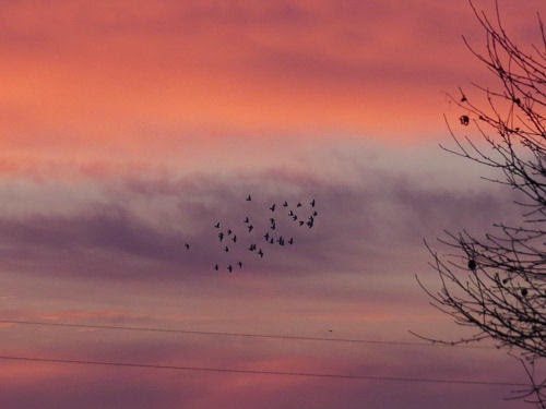 birds in the sunrise