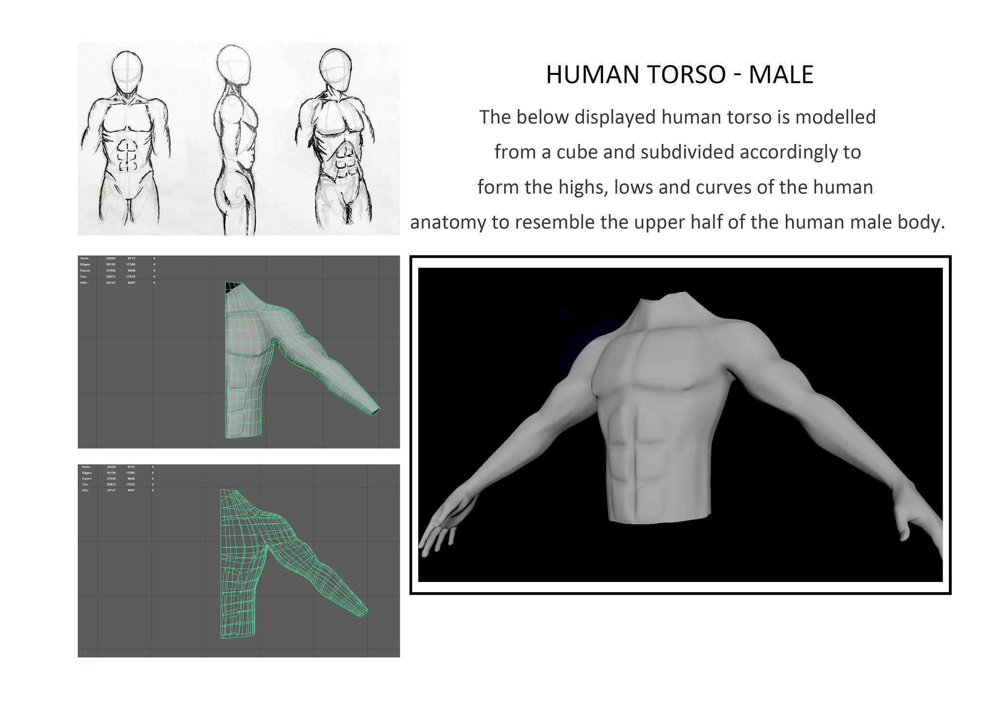 Human Torso (male) - Maya
