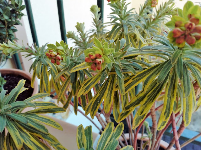 Euphorbia x martinii "Ascot Rainbow". Fructificación.