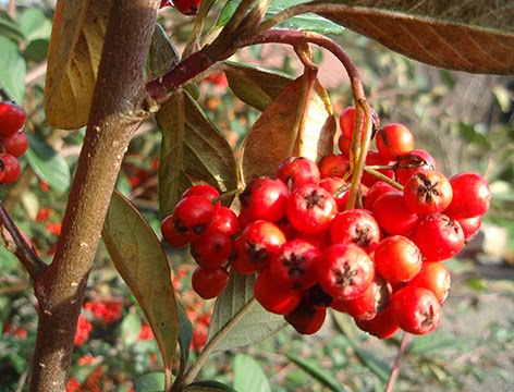 Fruto de Cotoneaster francheti