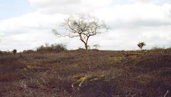 O desmatamento na caatinga