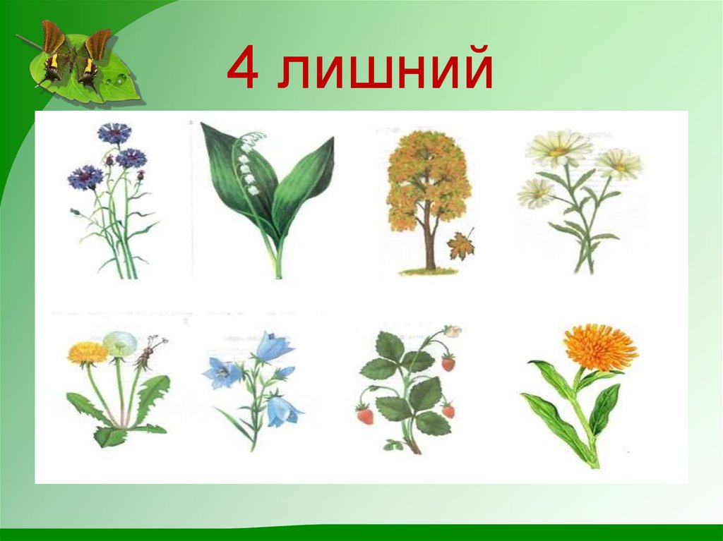 Игра растительный мир. Растения для дошкольников. Карточки с изображением цветов. Цветы названия для дошкольников. Травы названия для дошкольников.