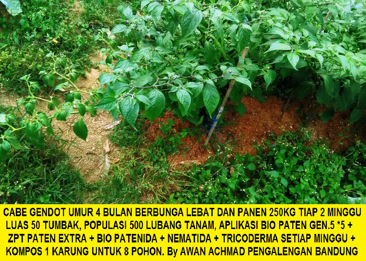 penanganan hasil panen cabe jawa