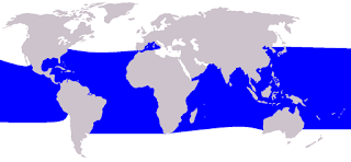 Cüce katil balinanın dağılım haritası