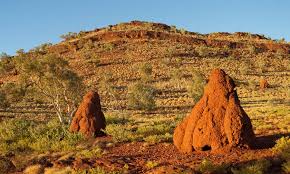 Sarang Rayap Pendeteksi Lokasi Emas