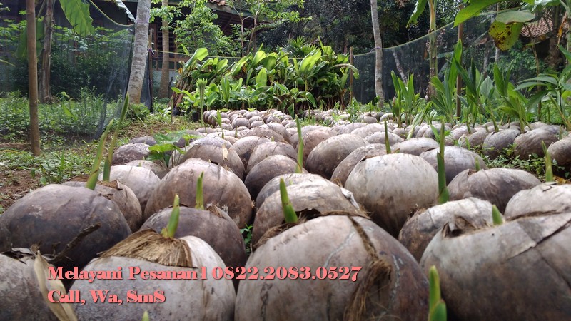 Bibit Kelapa Hibrida Bersertifikat Bibit Kelapa Hijau Malang Bibit
