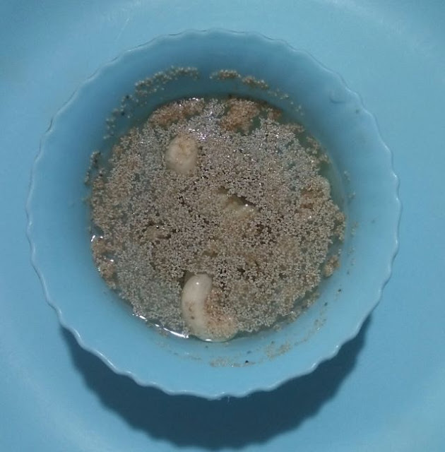 Kaju-Poppy-seeds-soaked Kaju-Poppy-seeds-soaked