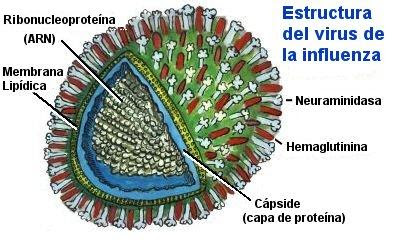 Resultado de imagen de esquemas virus de la gripe h3n2