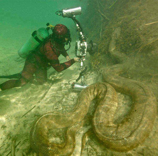 Giant anaconda in the Amazon river World Amazing Real Information
