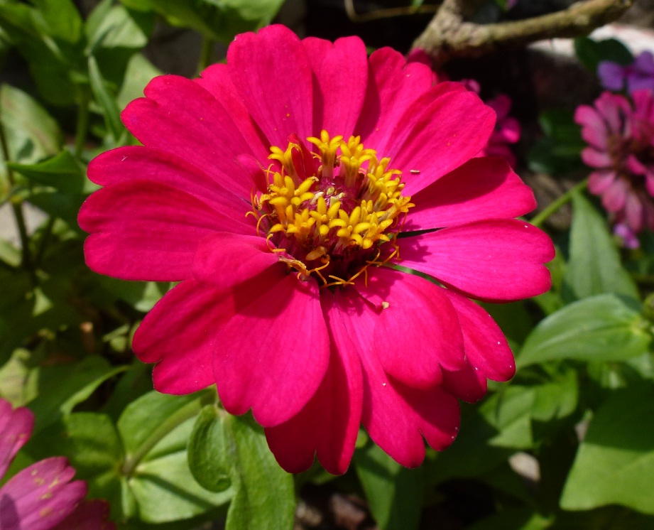 Greenfingers: Bunga Cantik dari Kampung