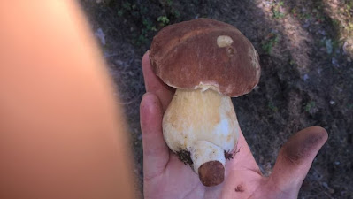 Lustige Steinpilz gefunden - Spassbilder Lustige Steinpilz gefunden - Spassbilder