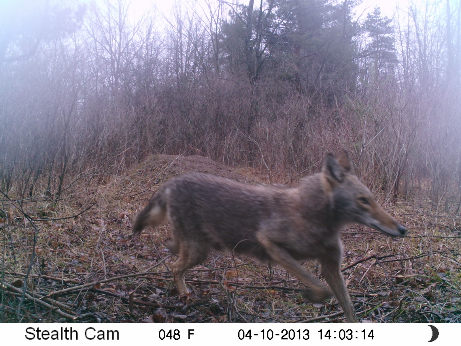 The Oakland Press Blogs: Earth's Almanac: Oakland County Coyote Nests?