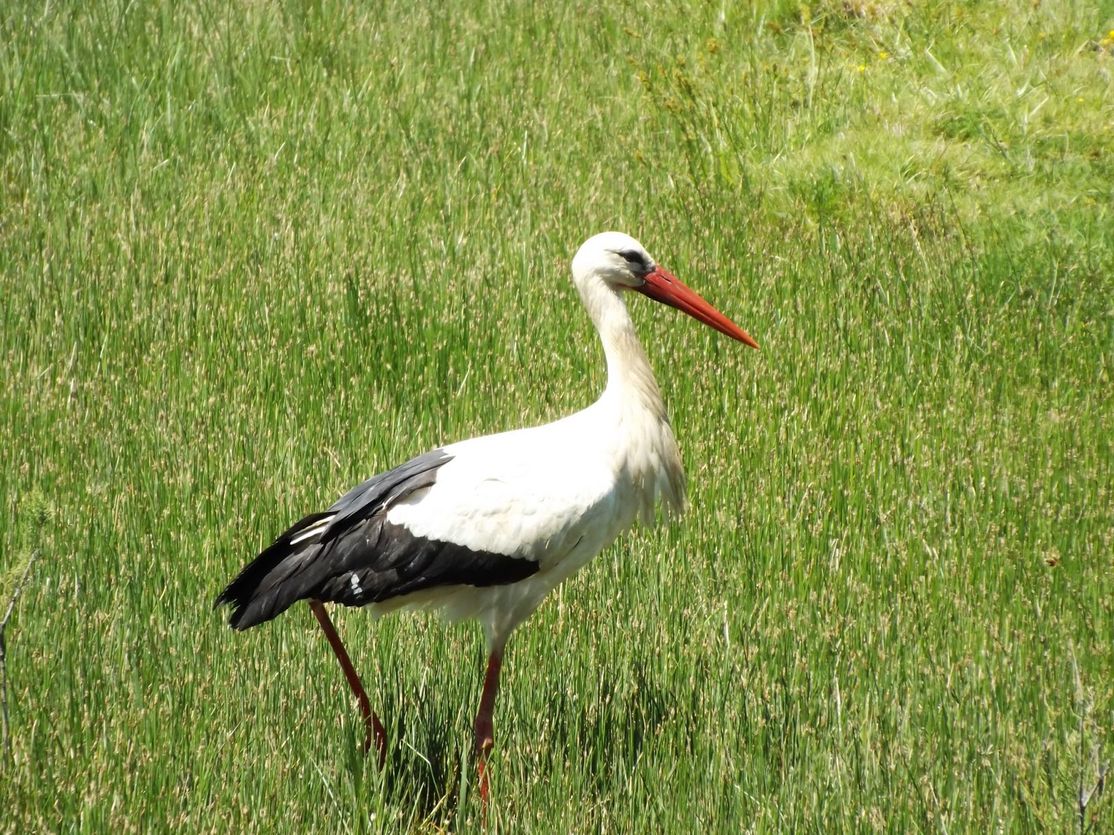 BeyondThePale: Storks!