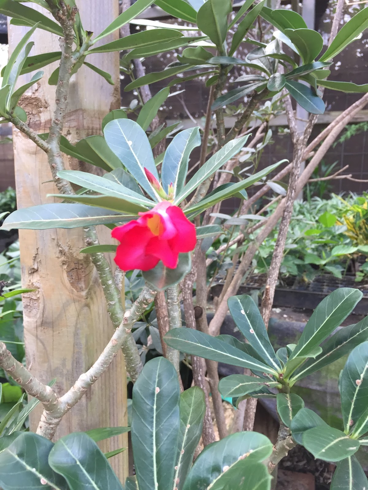 The Succulents and Pottery Compulsion Visit to Kunia Nursery and a