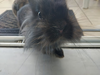 black Lionhead rabbit