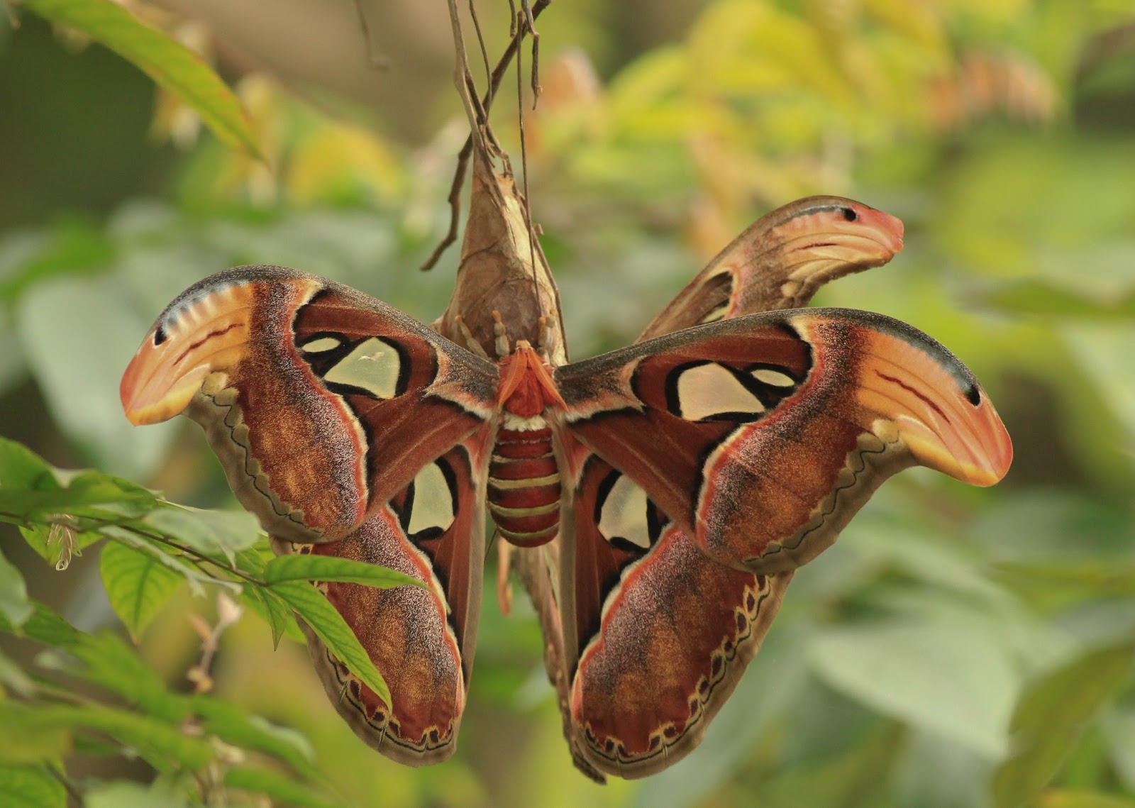 atlas moth atlas moth
