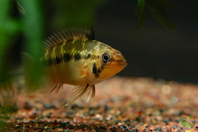 Apistogramma cf. alacrina