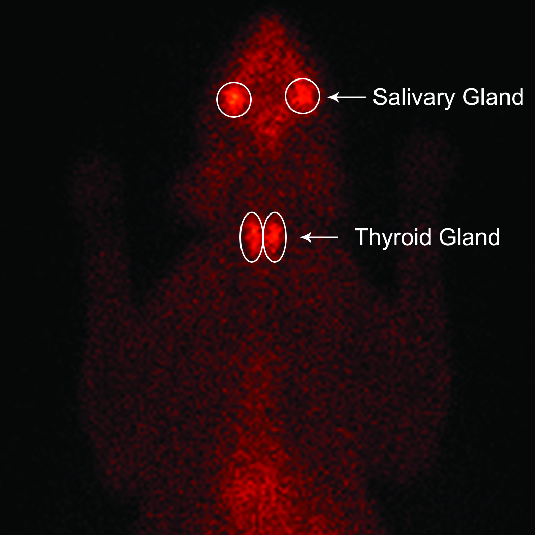 Animal Endocrine Clinic Thyroid Scintigraphy for Diagnosis and Staging