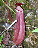 Nepenthes albomarginata