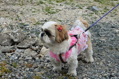 funny fashionable dog