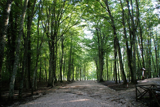 Umbra Forest in Gargano