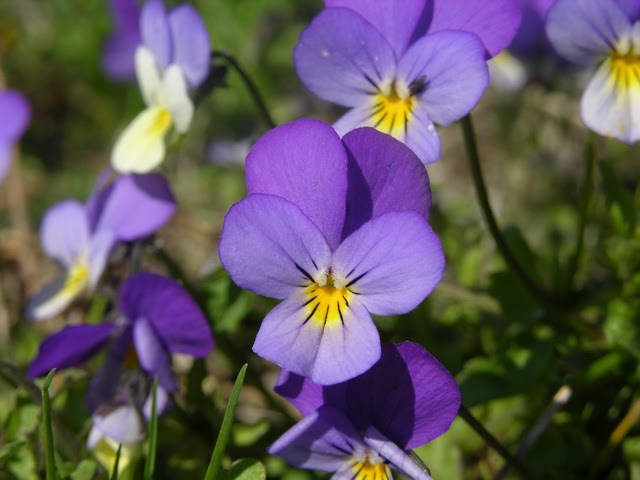 Mélusiane Herboriste: La violette ou pensée sauvage