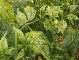 penyakit cabe kriting daun penyakit cabe kriting daun