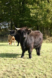 Highland Cattle