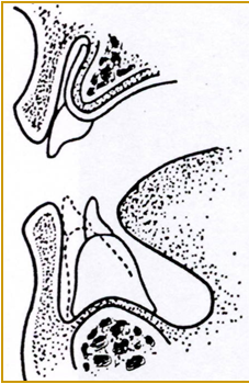 Dentistry and Medicine Concept of Neutral Zone