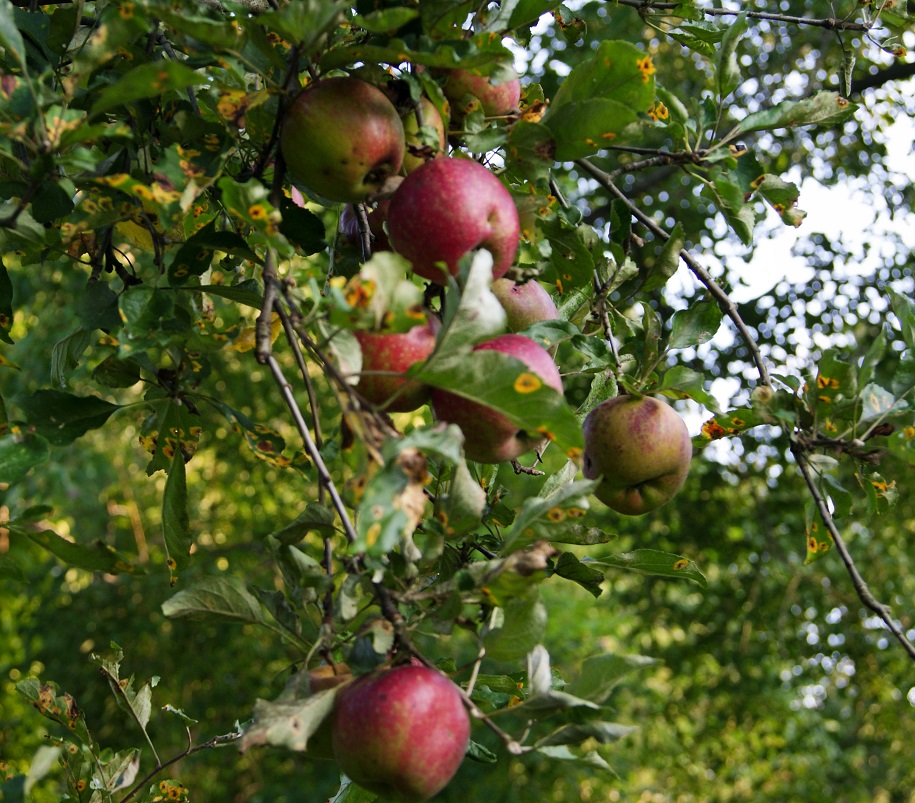 Searching for a Balance apple tree lean down