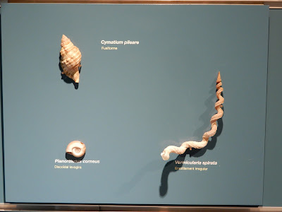 バレンシア自然史博物館(Natural Science Museum of Valencia) の貝