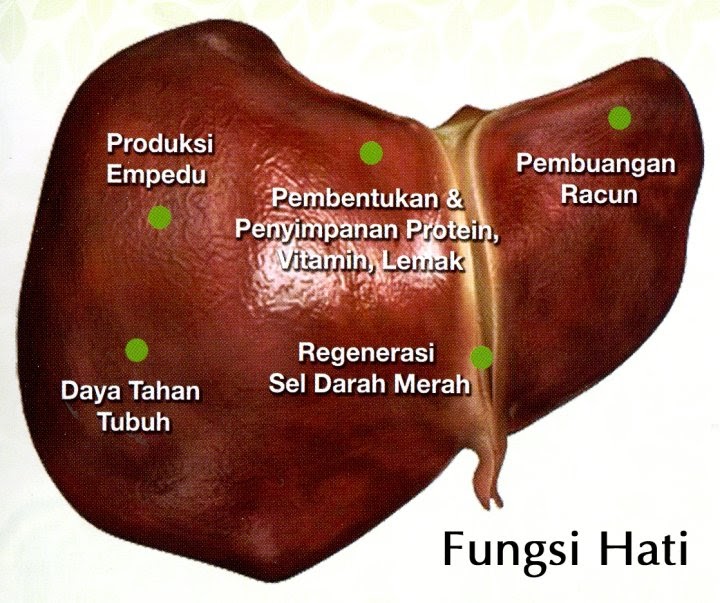 Kesehatan yang Utama: Fungsi Hati